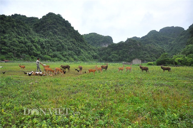 lung mua huou rung gia 