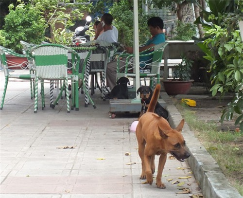 Chó điên chạy vào trường cắn hàng loạt học sinh ở Quảng Ngãi