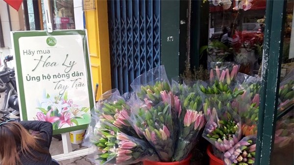 Hoa ly, hoa ly giá rẻ, thanh lý hoa ly