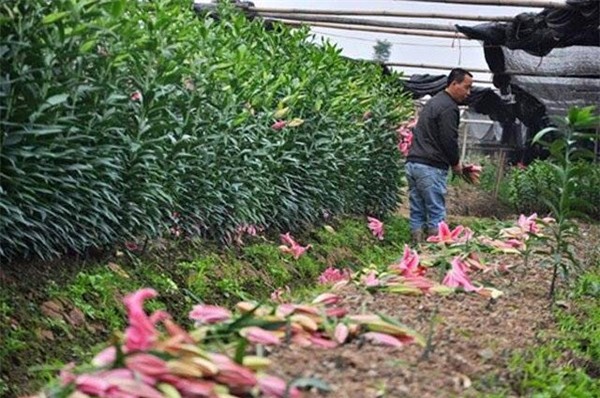 Hoa ly, hoa ly giá rẻ, thanh lý hoa ly