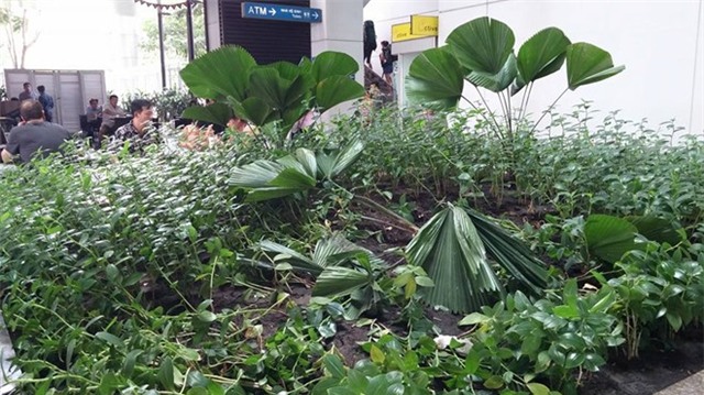 Du khách nước ngoài rơi lầu ở sân bay Tân Sơn Nhất