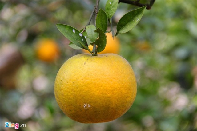 Trả 100.000 đồng vẫn khó mua một quả cam Xã Đoài dịp Tết