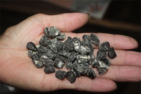 Hạt dổi rừng, hạt dổi, đặc sản Tây Bắc, ăn tết, Tết nguyên đán, nhà giàu Hà thành, đặc sản, hạt dổi rừng nhái, hạt-dổi-rừng, hạt-dổi, đặc-sản-tây-bắc, ăn-tết, nhà-giàu-hà-thành, đặc-sản, hạt-dổi-rừng-nhái