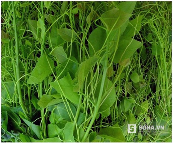 rau rừng, thực phẩm sạch, giỏ quà Tết, săn rau rừng, rau rừng ở hà nội, đặc sản rau rừng, rau rừng mua ở đâu, mốt săn rau rừng dịp tết, rau sạch