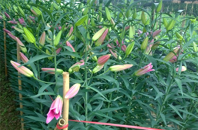 hoa ly, làng hoa Tây Tựu, hoa ly làng Đăm, hoa ly nở sớm