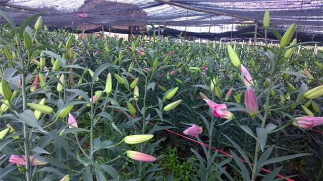 hoa ly, làng hoa Tây Tựu, hoa ly làng Đăm, hoa ly nở sớm