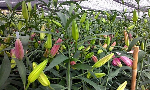 hoa ly, làng hoa Tây Tựu, hoa ly làng Đăm, hoa ly nở sớm