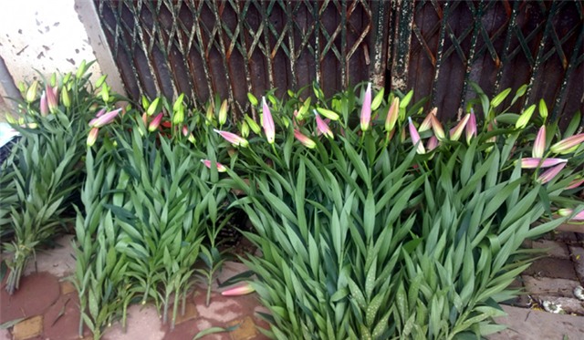 hoa ly, làng hoa Tây Tựu, hoa ly làng Đăm, hoa ly nở sớm