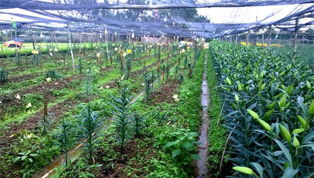 hoa ly, làng hoa Tây Tựu, hoa ly làng Đăm, hoa ly nở sớm