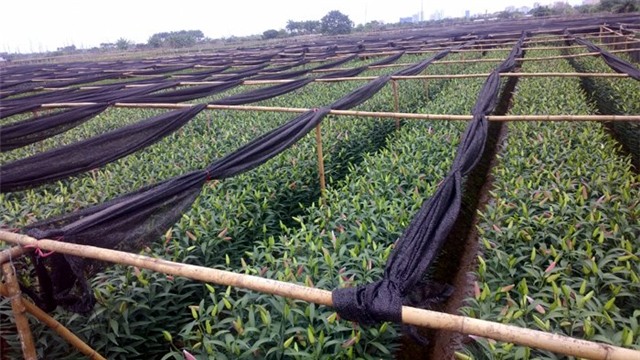 hoa ly, làng hoa Tây Tựu, hoa ly làng Đăm, hoa ly nở sớm