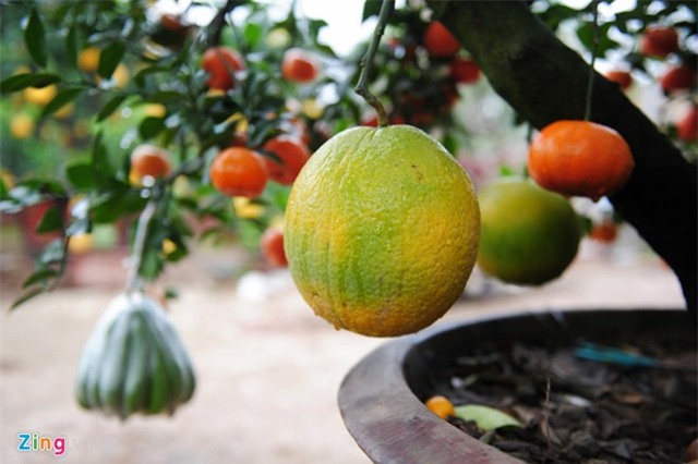 Những cây ngũ quả độc đáo, mang ý nghĩa tài lộc tại các nhà vườn ở thị trấn Văn Giang (Hưng Yên) đã được khách đặt mua hết.