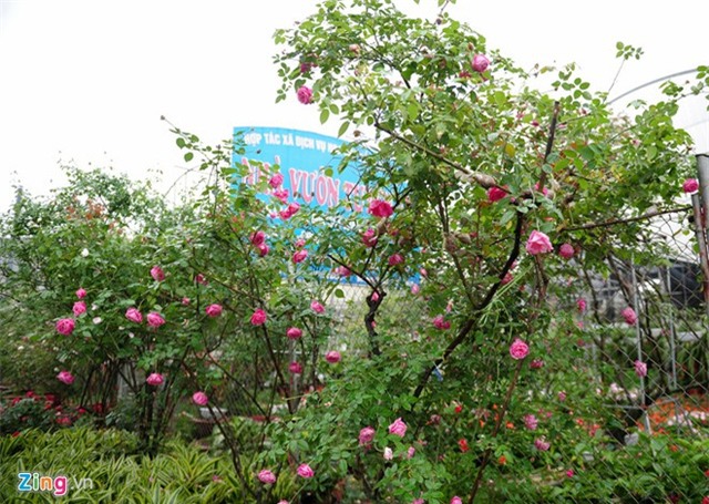 Bên cạnh cây ngũ quả thì hồng cổ Sapa cũng là một loại cây được ưa chuộng, mới trở thành trào lưu khoảng 1-2 năm gần đây.