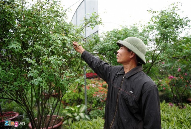 
Anh Liên, chủ một vườn cây ở Xuân Quan, Văn Giang, Hưng Yên cho biết, thời gian trước những cây hồng cổ Sapa chỉ được người nông dân trồng làm cảnh. Gần đây, chủ các biệt thự ở Hà Nội rộ lên mốt trồng giống này phục vụ khách trang trí Tết nên các thương lái bắt đầu lùng mua về để bán lại.
