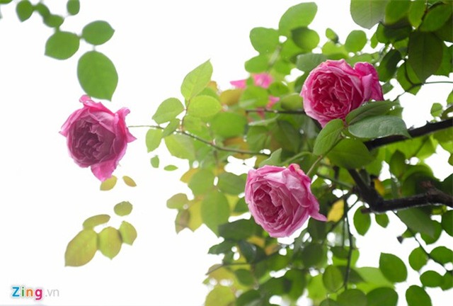 Loài cây này có ưu điểm nhiều hoa, hoa rất nhiều cánh và toả mùi thơm ngào ngạt. Bên cạnh đó, việc chăm sóc loài hoa hồng cổ Sapa cũng khá đơn giản.