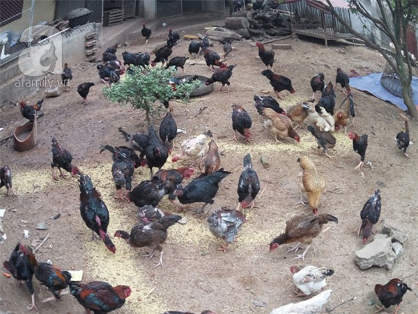 thực phẩm Tết, sắm Tết, Bính Thân, thực-phẩm-Tết, sắm-Tết, Bính-Thân