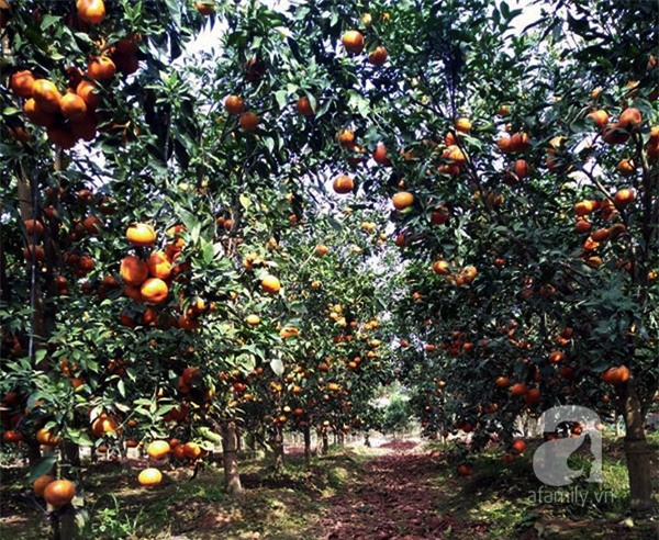 thực phẩm Tết, sắm Tết, Bính Thân, thực-phẩm-Tết, sắm-Tết, Bính-Thân