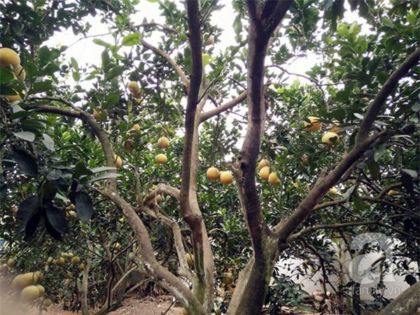 thực phẩm Tết, sắm Tết, Bính Thân, thực-phẩm-Tết, sắm-Tết, Bính-Thân