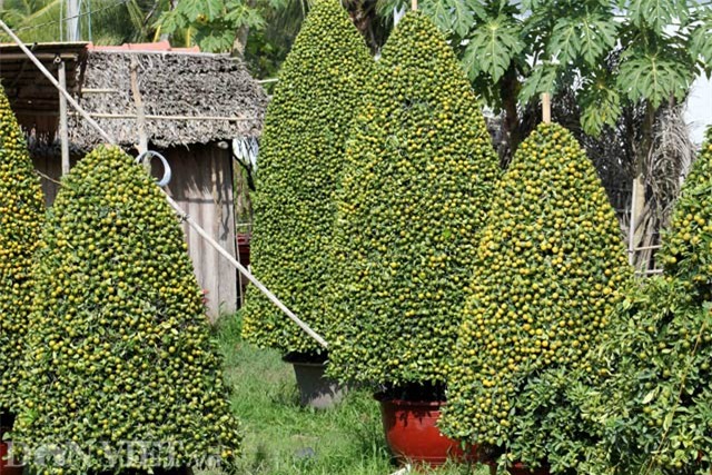 quat canh tao hinh khi, rong, lan… “sieu doc” o mien tay hinh anh 11