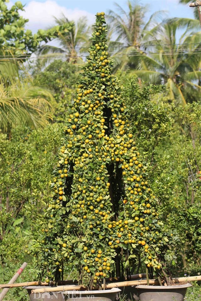 quat canh tao hinh khi, rong, lan… “sieu doc” o mien tay hinh anh 12