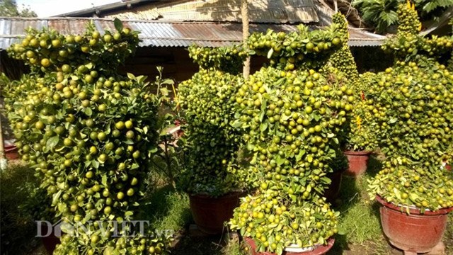 quat canh tao hinh khi, rong, lan… “sieu doc” o mien tay hinh anh 13