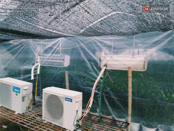 Nghịch lí xót xa - Giữa mùa đông mua điều hoà lạnh về để phanh tốc độ nở của hoa ly - Ảnh 3.