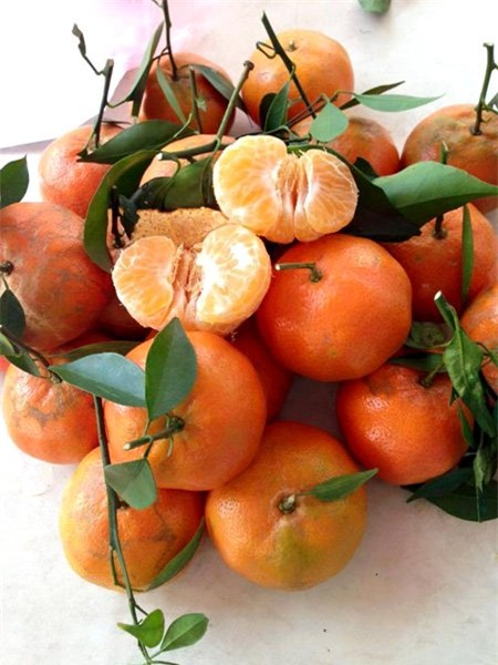 dau hieu nhan biet cam canh ta va cam trung quoc hinh anh 1