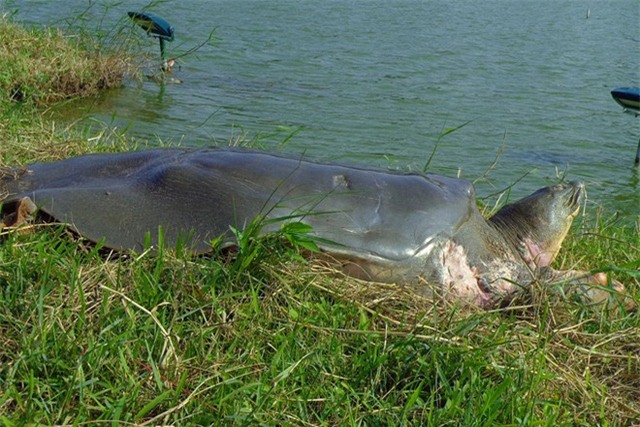 cụ rùa, rùa Hồ Gươm, rùa Hồ Gươm chết, cụ rùa bao nhiêu tuổi