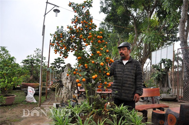 quất bonsai, quất cổ, quất ghép, giá 20 triệu, hàng độc, quất-bonsai, quất-cổ, quất-ghép, giá-20-triệu, hàng-độc, chơi-tết, chơi tết