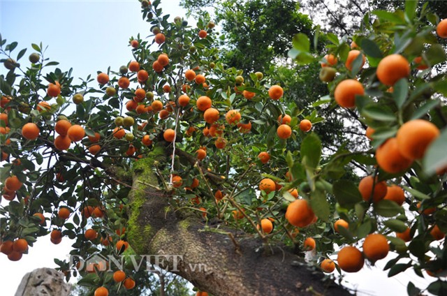 quất bonsai, quất cổ, quất ghép, giá 20 triệu, hàng độc, quất-bonsai, quất-cổ, quất-ghép, giá-20-triệu, hàng-độc, chơi-tết, chơi tết