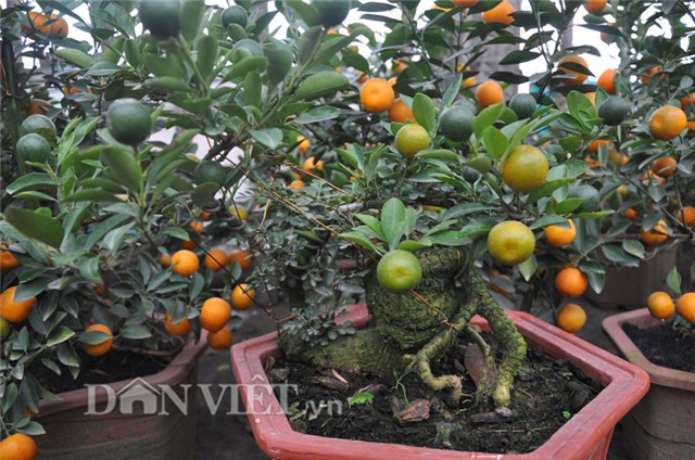 quất bonsai, quất cổ, quất ghép, giá 20 triệu, hàng độc, quất-bonsai, quất-cổ, quất-ghép, giá-20-triệu, hàng-độc, chơi-tết, chơi tết