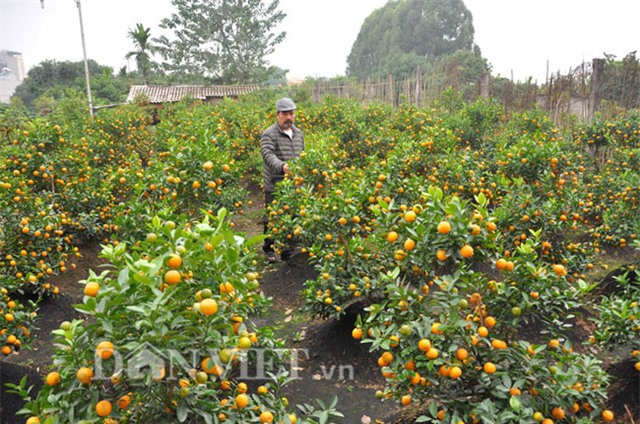 quất bonsai, quất cổ, quất ghép, giá 20 triệu, hàng độc, quất-bonsai, quất-cổ, quất-ghép, giá-20-triệu, hàng-độc, chơi-tết, chơi tết