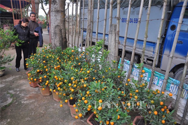 quất bonsai, quất cổ, quất ghép, giá 20 triệu, hàng độc, quất-bonsai, quất-cổ, quất-ghép, giá-20-triệu, hàng-độc, chơi-tết, chơi tết