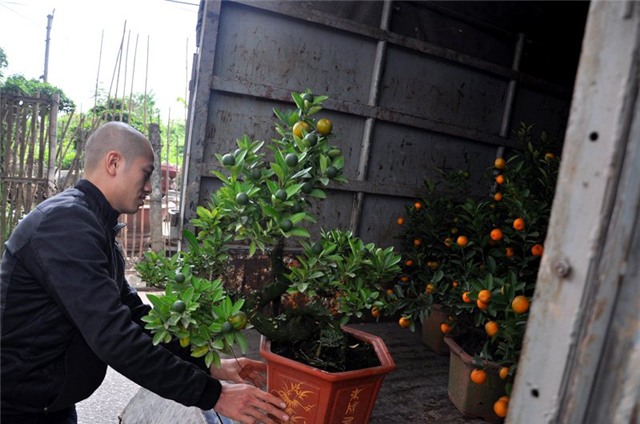 quất bonsai, quất cổ, quất ghép, giá 20 triệu, hàng độc, quất-bonsai, quất-cổ, quất-ghép, giá-20-triệu, hàng-độc, chơi-tết, chơi tết