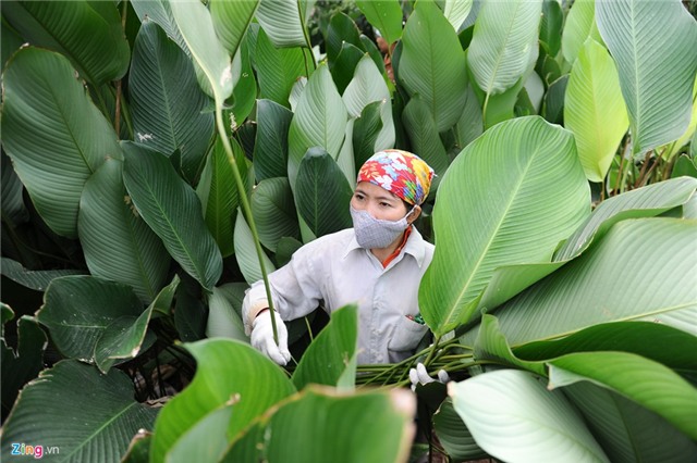 Phá lá dong trồng cam đường, nông dân ôm quả đắng