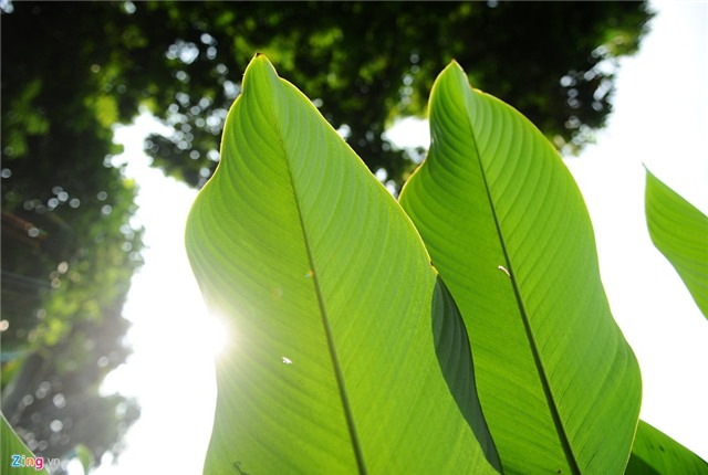 Phá lá dong trồng cam đường, nông dân ôm quả đắng