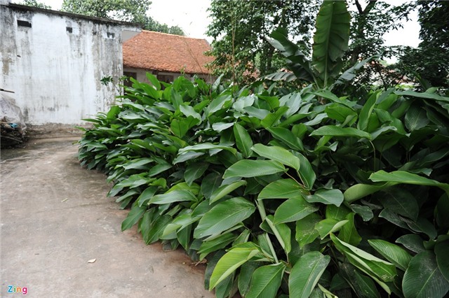 Phá lá dong trồng cam đường, nông dân ôm quả đắng