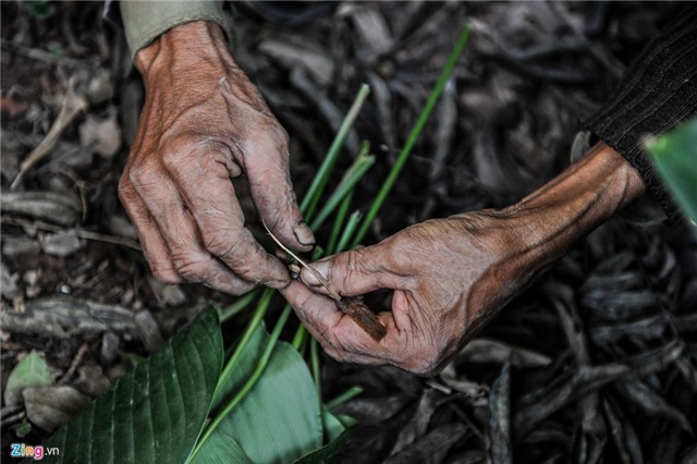 Phá lá dong trồng cam đường, nông dân ôm quả đắng