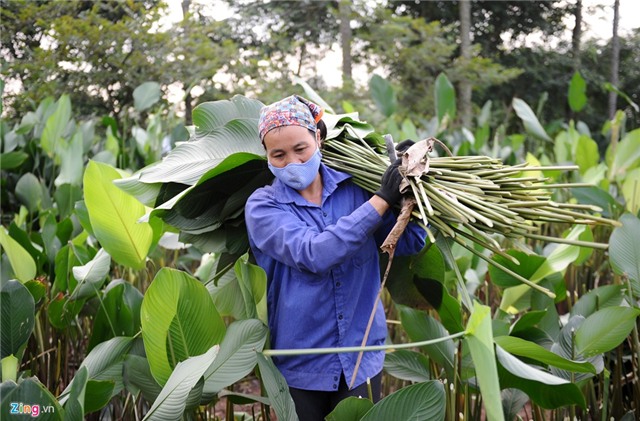 Phá lá dong trồng cam đường, nông dân ôm quả đắng