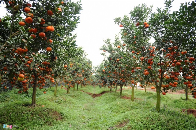 Phá lá dong trồng cam đường, nông dân ôm quả đắng