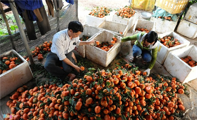Phá lá dong trồng cam đường, nông dân ôm quả đắng