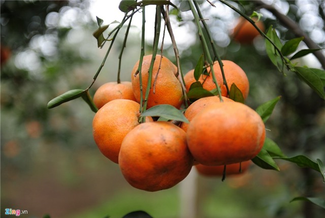  Phá lá dong trồng cam đường, nông dân ôm quả đắng 