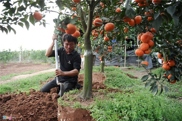  Phá lá dong trồng cam đường, nông dân ôm quả đắng 