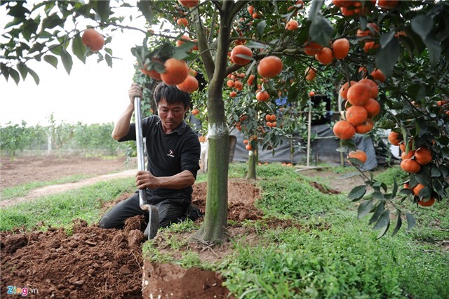 Phá lá dong trồng cam đường, nông dân ôm quả đắng