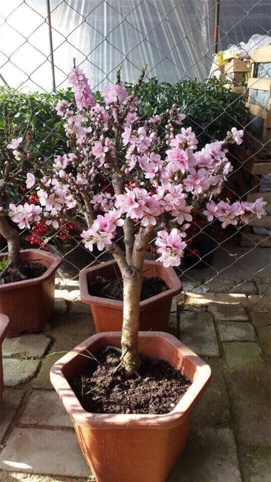 Đào Nhật Tân, đào Trung quốc, đào thất thốn, chơi Tết, tết nguyên đán, đào-nhật-tân, chơi-tết, đào-trung-quốc, đào-thất-thốn, tết-nguyên-đán