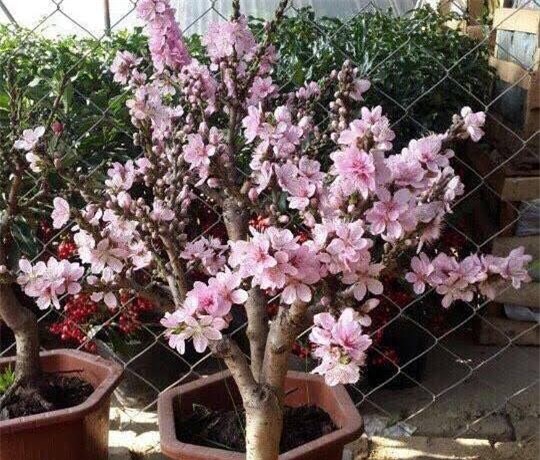 Đào Nhật Tân, đào Trung quốc, đào thất thốn, chơi Tết, tết nguyên đán, đào-nhật-tân, chơi-tết, đào-trung-quốc, đào-thất-thốn, tết-nguyên-đán