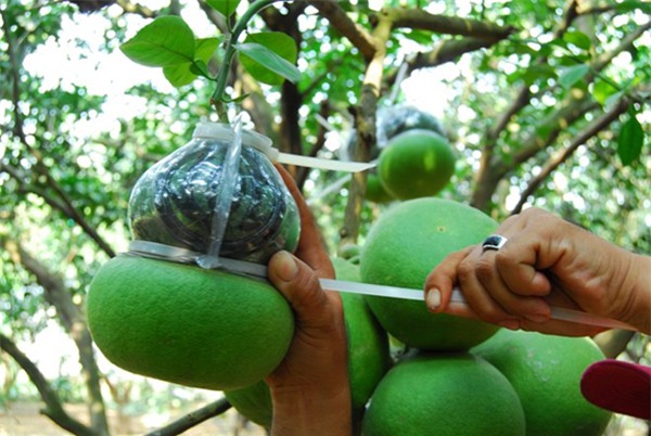 Những quả bưởi hồ lô được quảng cáo là mang nhiều tiền tài, may mắn cho người sử dụng. Ảnh: T.L