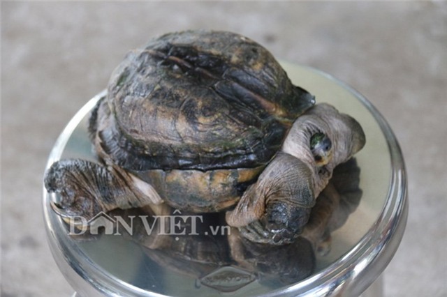 rùa siêu dị, rùa siêu xấu xí, rùa giá tiền tỷ, rùa Hồ Gươm