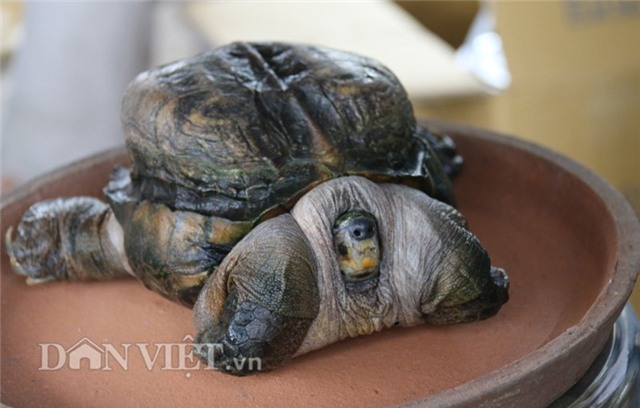 rùa siêu dị, rùa siêu xấu xí, rùa giá tiền tỷ, rùa Hồ Gươm