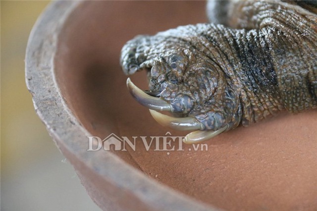 rùa siêu dị, rùa siêu xấu xí, rùa giá tiền tỷ, rùa Hồ Gươm