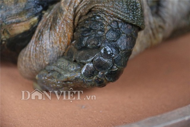 rùa siêu dị, rùa siêu xấu xí, rùa giá tiền tỷ, rùa Hồ Gươm